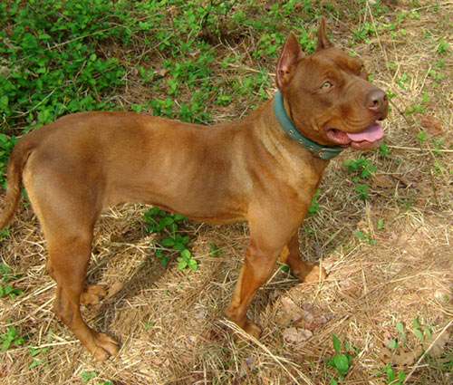 Female Red Nose Pitbull