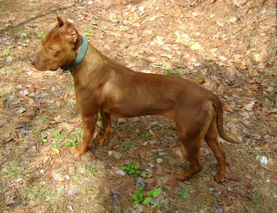 Female Red Nose Pitbull