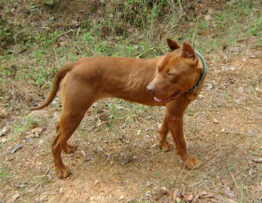 Female Red Nose Pitbull