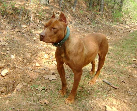 Female Red Nose Pitbull