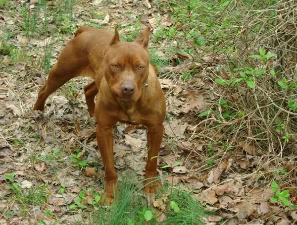 Female Red Nose Pitbull