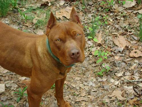 Female Red Nose Pitbull