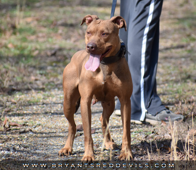 Female Old Family Red Nose Pit Bull