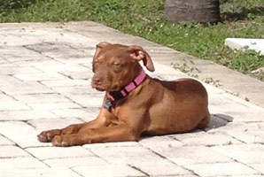 Red Nose Pitbull Puppy