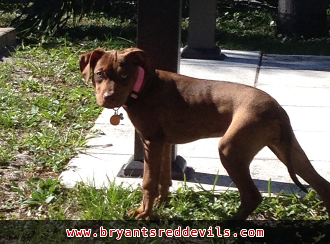 Red Nose Pitbull Puppy