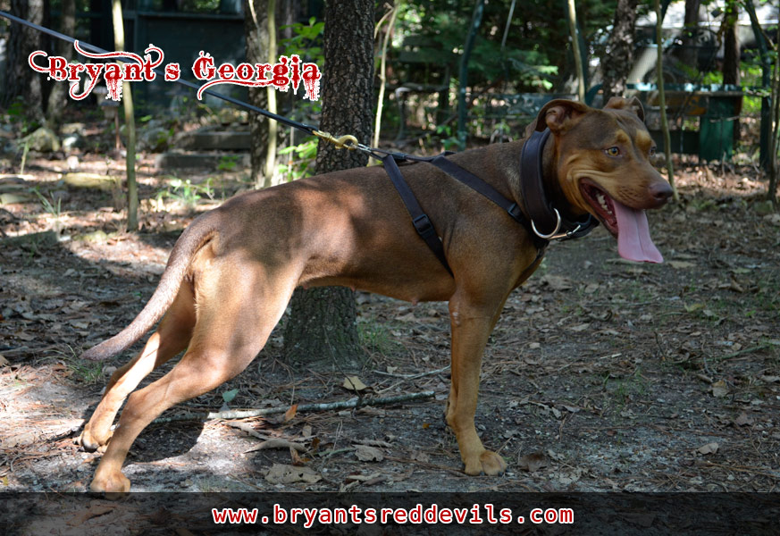 Female Old Family Red Nose Pit Bull