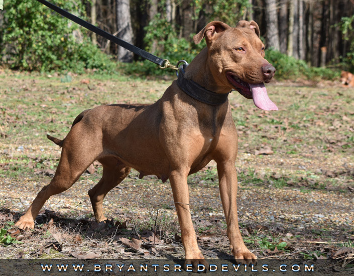 Female Red Nose American Pit Bull Terrier