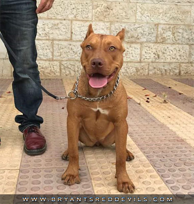 Female Red Nose Pit Bull