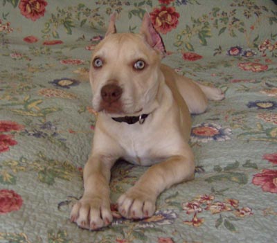 Red Nose Pitbull Puppy