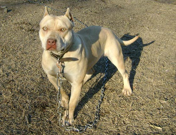 Cream Colored Red Nose Pit Bull