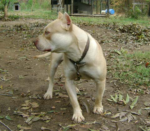 Ginger a Female Red Nose Pit Bull