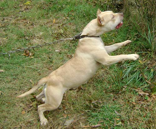 Cream Colored Red Nose Pit Bull