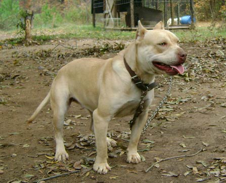 Cream Colored Red Nose Pit Bull