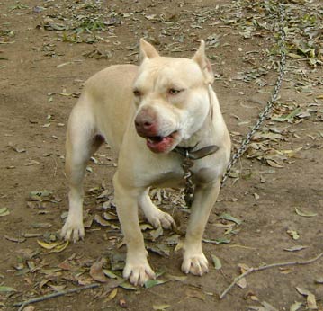 Cream Colored Red Nose Pit Bull