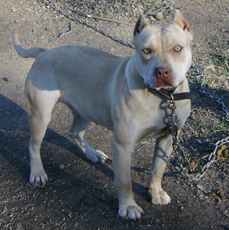 Cream Colored Red Nose Pit Bull