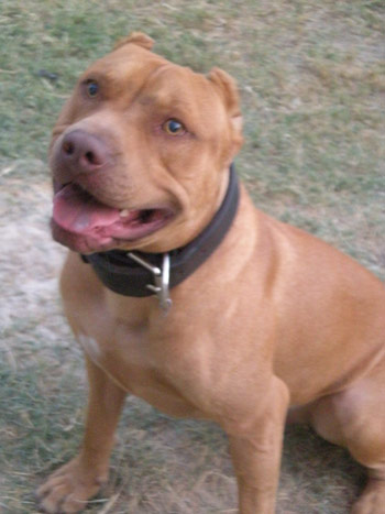 Red Nose Pit Bull