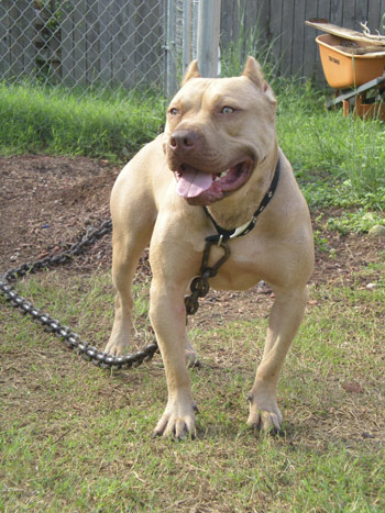 Red Nose Pit Bull