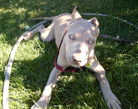 Red Nose Pit Bull