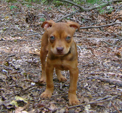 Red Nose Pit Bull Puppy