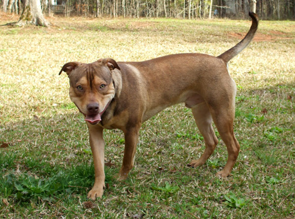Red Nose Pit Bull