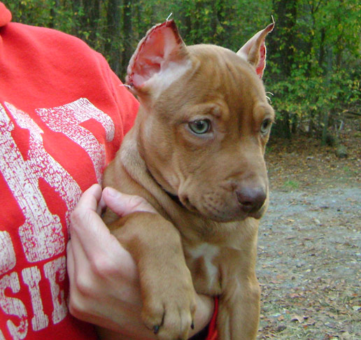Red Nose Pit Bull Puppy