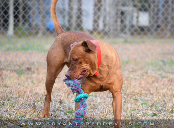 Female Old Family Red Nose Pit Bull