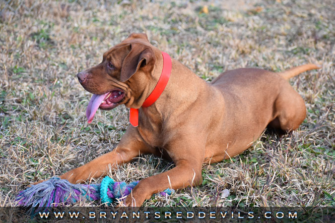 Female Old Family Red Nose Pit Bull