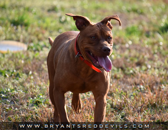 Female Old Family Red Nose Pit Bull