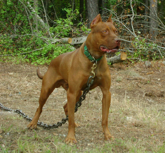 Red Red Nose Pit Bull