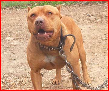 Male Red Nose Pit Bull