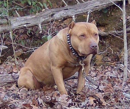 Bryant's Raising Kain, Male Red Nose Pit Bull