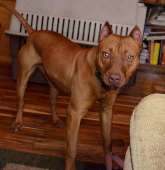 Bryant's Lily, Female Red Nose Pit Bull