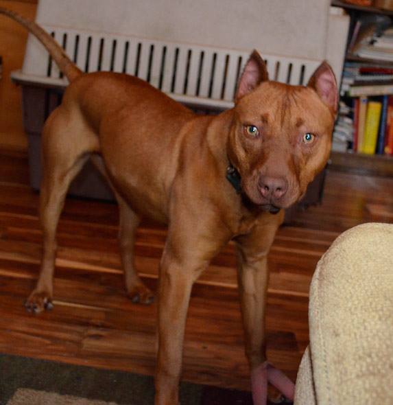 Female Red Nose American Pit Bull Terrier