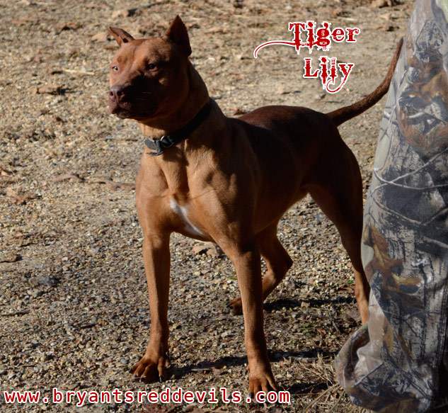 Female Red Nose Pitbull