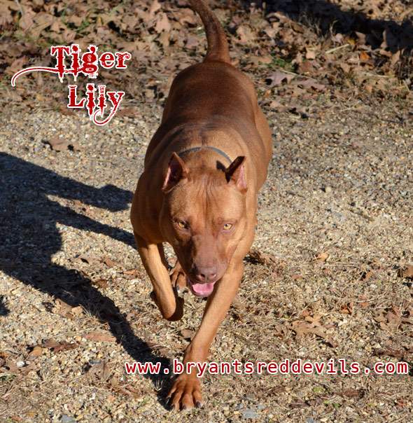 Female Red Nose Pitbull