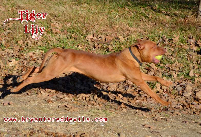 Female Red Nose Pitbull