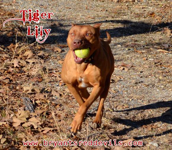 Female Red Nose Pitbull