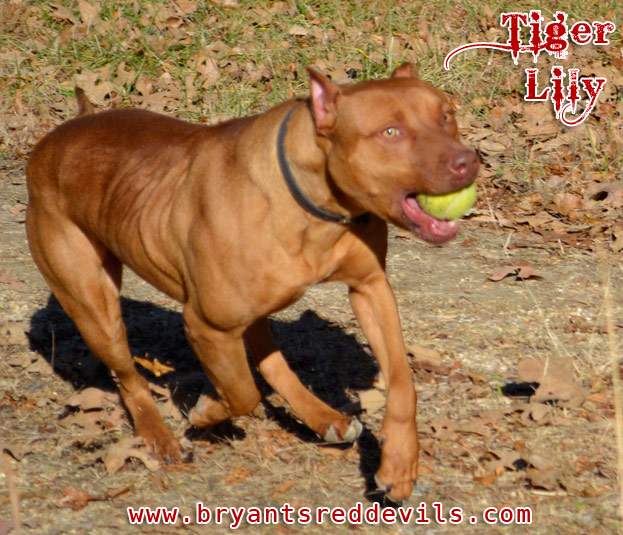 Female Red Nose Pitbull