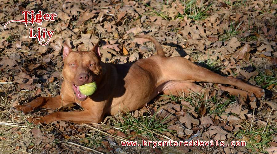 Female Red Nose Pitbull