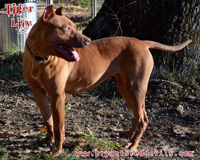 Female Red Nose Pitbull