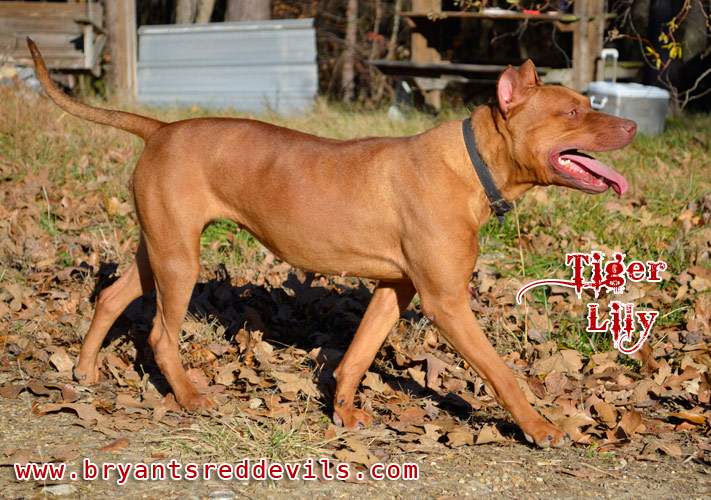 Female Red Nose Pitbull