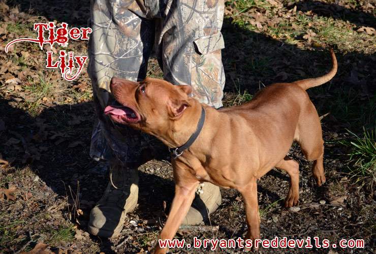 Female Red Nose Pitbull