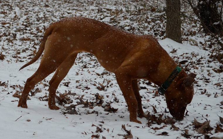 Female Red Nose Pitbull