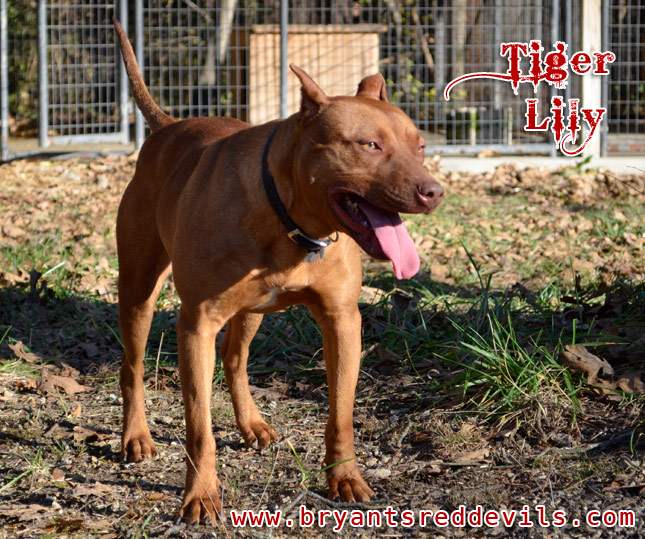 Female Red Nose Pitbull