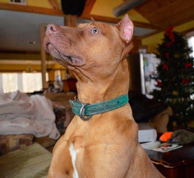 Female Red Nose Pitbull