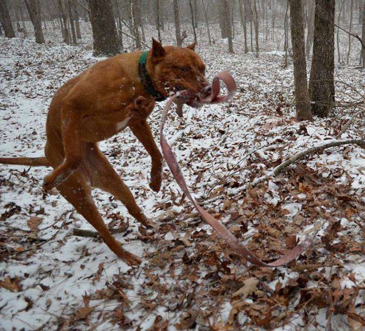 Female Red Nose Pitbull