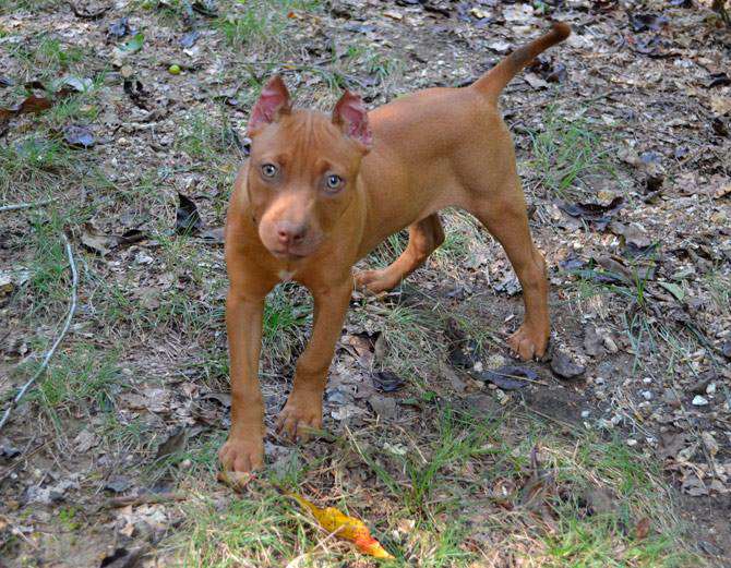 Red Nose Pit Bull Puppy