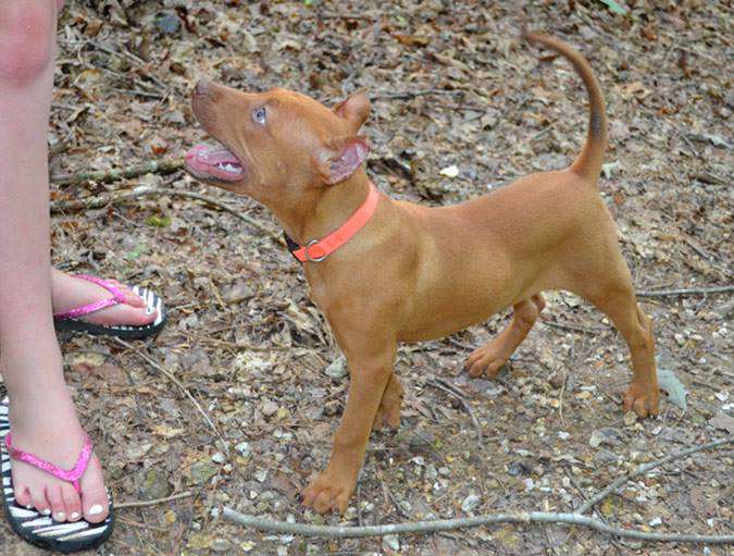 Red Nose Pit Bull Puppy