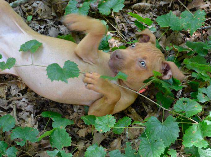 Red Nose Pit Bull Puppy