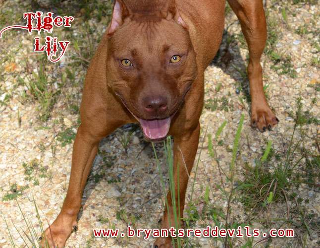 Female Red Nose Pitbull